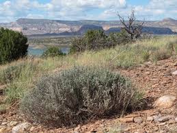 Image result for Agelanthus sambesiacus