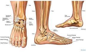 Ankle Bones Anatomy Foot Anatomy Ankle Anatomy Anatomy Bones