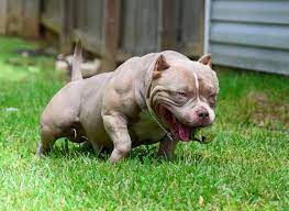Top Pocket Bully Studs 2019 Bully King Magazine Venomline Studs Featured American Bully American Bully For Sale Dog Sleeping In Bed