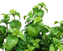 Image result for Rungia