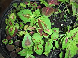 Composite of coleus plant from turgid to wilted. Coleus Sprouts Minding My P S With Q