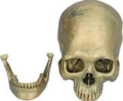 Schedel Decoraties, Hars Halloween Schedel Menselijke ...