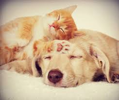 Cat and rabbit in spring2. The Differences And Similarities Between Cats And Dogs