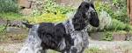 PuppyFind | English Cocker Spaniel Puppies for Sale