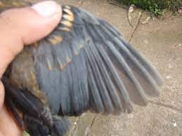 Lagi Beda Anis Merah Jantan Betina Dan Foto Foto Anis Merah Trotolan Om Jayanz Om Kicau