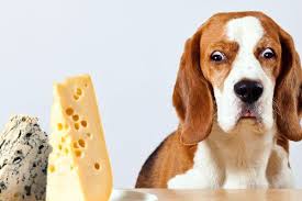 Although puppies may be eating solid foods by 5 to 6 weeks of age, this doesn't mean they are ready to leave the litter. Can Dogs Eat Cheese How About Other Dairy Products