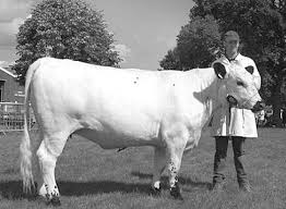 Black And White Cow Breeds Uk Raising British White Cattle For Flavorful Meat Cattle Show Cattle Dexter Cattle
