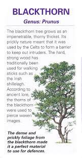 Scared Celtic Tree Blackthorn Pinned By The Mystic S Emporium On Etsy Magical Herbs Celtic Tree Herbs