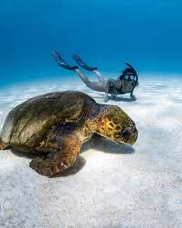Big Resident Loggerhead In Coral Bay Loggerhead Turtle Western Australia Marine Life