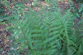 Image result for Athyrium newtonii