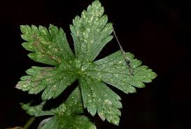 Image result for Geranium arabicum