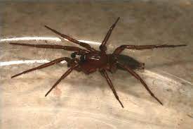 How To Keep Spiders Out Of Your Outside Patio Storage Boxes Ehow Patio Storage Patio Storage Box Outside Patio