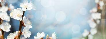 couverture facebook de fleurs de cerisier blanches wallpaper hd facebook cover facebook cover images facebook cover photos