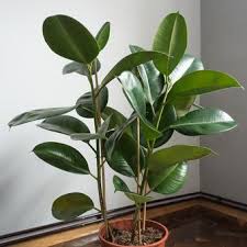 Baca juga, sehat dan segar, inilah 15 jenis tanaman hias gantung. 5 Tanaman Hias Berdaun Lebar Yang Cocok Diletakkan Di Dalam Rumah Halaman All Kompas Com