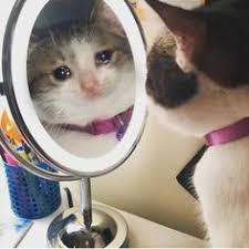 Also explore thousands of beautiful hd wallpapers and background images. Sad Cat Meme
