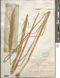 Image result for Cleistachne sorghoides