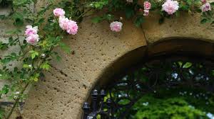 Hydrangea, big roses, blue flowers and those associated with taurus also ruled by venus, namely, poppies, digitales, violets, primroses, aquilegia, and daisies. Anne Sophie Cornelius I Cut Off My Abuser Two Years Ago And Here S What S Happened Since Sheffield Flourish