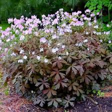 We leverage cloud and hybrid datacenters, giving you the speed and security of nearby vpn services, and the ability to leverage services provided in a remote location. Geranium Maculatum Espresso Espresso Geranium From Midwest Groundcovers