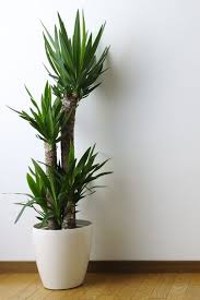 According to nasa's study, it is also one of the houseplants that improve indoor air quality. 15 Oversized House Plants Tall House Plants
