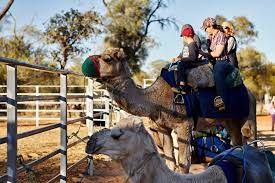 … you read these sentences to check them up? Riding A Camel Around Alice Springs