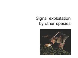 I must sacrifice you son because you are my favorite. The Evolution Of Communication Chapter 9 Alcock Animal Behavior P P Not For Exam Ethology Behavioural Ecology Tom Wenseleers Ppt Download