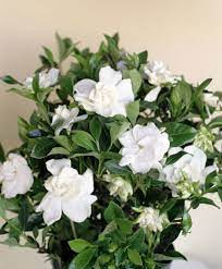 Pin On Flowers Plants