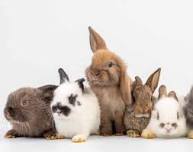 Hug a Bunny (Gr. PreK-6 w/Caregiver, Sign Up Online)