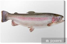 Die regenbogenforelle ( oncorhynchus mykiss , früher auch salmo gairdneri genannt ) gehört zu den pazifischen lachsen der gattung oncorhynchus. Leinwandbild Regenbogenforelle Oncorhynchus Mykiss Pixers Wir Leben Um Zu Verandern