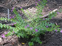 Image result for Lythraceae