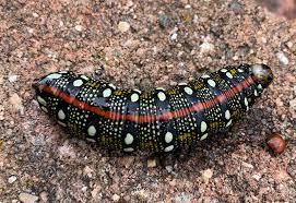 Black And Red Caterpillar Michigan Another Leafy Spurge Hawkmoth Caterpillar From Michigan Peninsula What S That Bug