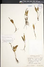 Image result for Ophioglossum polyphyllum