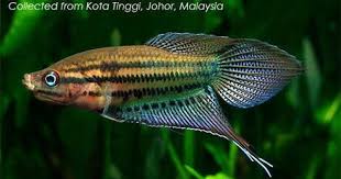 Croaking Gourami 3cm Tropical Fish Aquarium Cool Fish Aquarium Fish