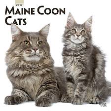Here i have my beautiful tabby maine coon for sale, very fluffy gentle giant. Maine Coon Cats 2019 Square Wall Calendar Buy Online In Aruba At Aruba Desertcart Com Productid 74185142