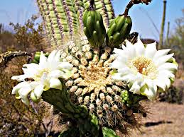 It grows harming a saguaro cactus in any manner is illegal in arizona, and during construction projects, special precautions mature five armed saguaro cactus in bloom in late may; Best Time To See Cactus Bloom In Mexico 2021 When To See Rove Me