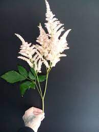 Astilbe Yellow Wedding Flowers Flower Guide Blooming Flowers