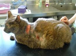 This may be due to diabetes, cardiovascular disease or liver before starting the fight against this disease,it should be understood that the treatment of ascites in cats is possible only in a special veterinary clinic. Hyperadrenocorticism Cushing S Disease International Cat Care