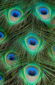 Peacock Feathers Art Print By Chris Thaxter Society6 Peacock Feather Art Peacock Feathers Peacock