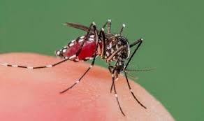 Image result for mosquito