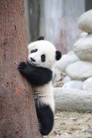 Giant Panda Meng Yu 5th Meng Cute Panda Wallpaper Panda Cute Panda