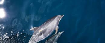 Dolphins have smooth skin, flippers, and a dorsal fin. Dogs Of The Sea Have A Best Friend In Morris Animal Foundation Morris Animal Foundation