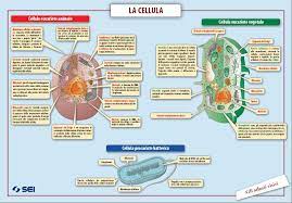 La differenza più importante tra cellule procariotiche e cellule eucariotiche risiede nel fatto che le cellule eucariotiche sono dotate di nucleo cellulare all'interno del quale è presente il dna; Il Mondo Delle Cellule Esplorando Le Scienze