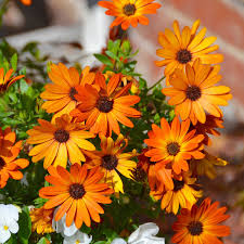 Image result for paprskovka obrázek