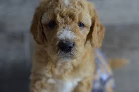 See puppy pictures, health information and reviews. Medium Mini Petite Goldendoodle Puppies For Sale In Iowa Illinois And Wisconsin See M Goldendoodle Puppy Goldendoodle Breeders Goldendoodle Puppy For Sale