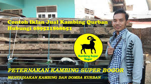Contoh laporan panitia qurban idul adha. Contoh Iklan Jual Kambing Qurban Youtube
