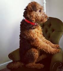 Airedale puppies for sale scotland. Airedale Terrier Borrowmydoggy Leaving Pawprints Of Happiness