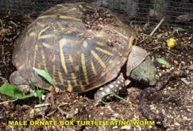 Learn about feeding food to different species & how often to feed. Turtles Tortoise Care