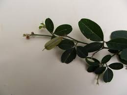 Image result for Crotalaria microcarpa