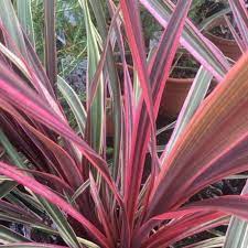 Cordyline Care Guide How To Grow Cordyline Diy Garden