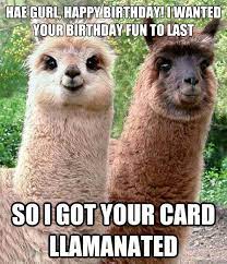 Happy Birthday Meme در توییتر Birthday Llamas Https T Co Whbi2qbroy Happybirthday Meme Funny Https T Co Qspyt5gfng