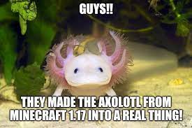 This is an accurate skin using the perfect hex code for the new 1.17 axolotl, enjoy. Minecraft Axolotl Memes Gifs Imgflip